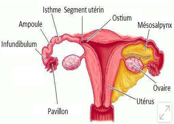 10- Dystrophie Ovarienne Remède Naturel Kyste Ovarien