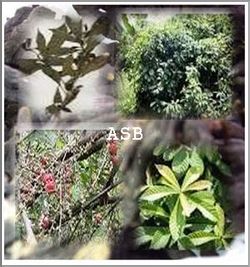 Soigner naturellement l'hépatite A