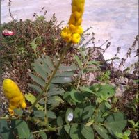 Épilepsie traitement naturel