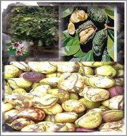 Comment Soigner Sarcoïdose Naturellement