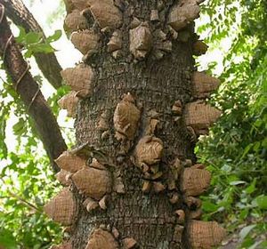 254- Comment Utiliser Feuilles de Fagara
