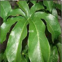 Solution Naturelle Dystrophie Ovarienne Par les Plantes