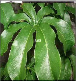 Solution Naturelle Dystrophie Ovarienne Par les Plantes