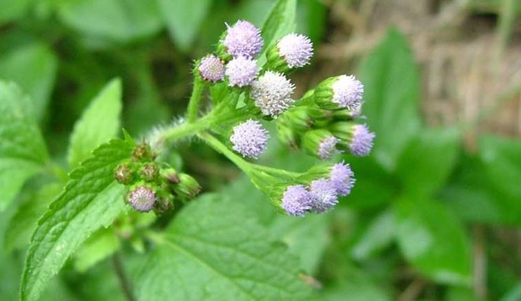Roi des Herbes et ses Vertus
