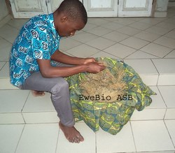 14-Voici Comment Agrandir le Pénis Avec le Kigelia Africana?