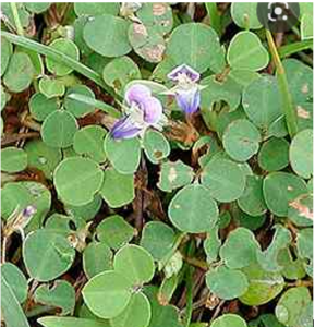 Bienfaits du Desmodium Adscendens