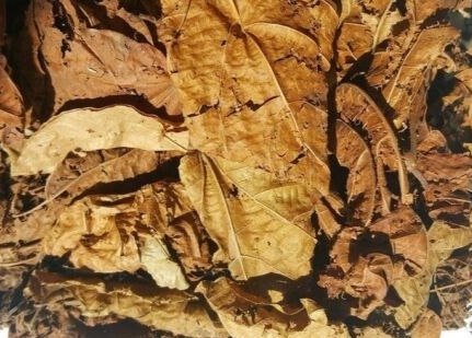 Feuilles de Djèka Vertus