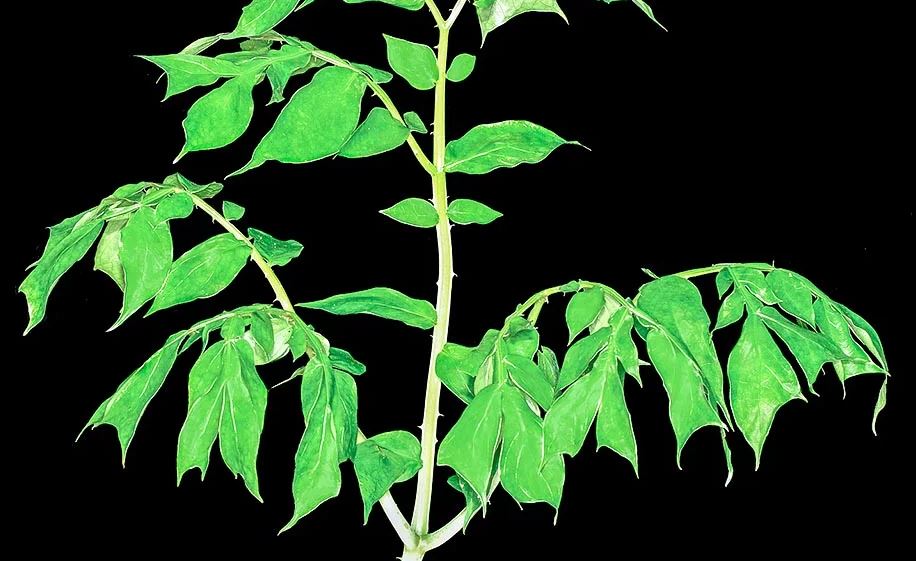 Remède Naturel Contre Bérylliose