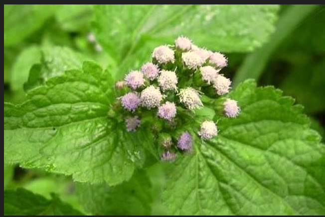 Roi des herbes et ses vertus